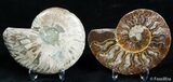 Beautiful / Inch Split Ammonite Pair #2386-1